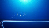 HARLEY DAVIDSON BLUE TOUR-PAK LID, TRUNK LID
